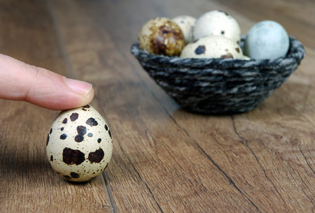 quail eggs. quail eggs in hand. healthy eating.の写真素材