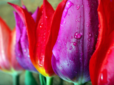 colorful tulips in drops of dew close up. colors of a rainbow, natural backgroundの写真素材