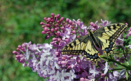 Swallowtail butterfly, Papilio machaon. Beautiful butterfly machaon on the branch of a blossoming lilac.の写真素材