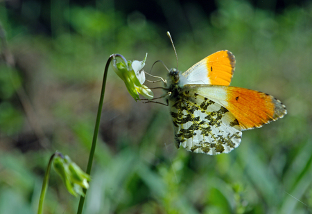 Orange tip butterfly. butterfly on a sunny meadow. Spring butterflies. Bright transparent wings. Copy spaces.の写真素材