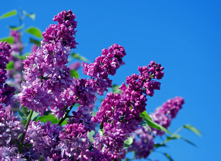Flowering branches of lilac. Spring flowers.