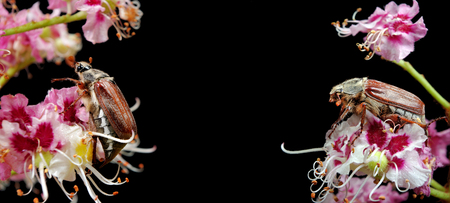 Chafer. Beetles on a chestnut flower. chestnut flower close-up. Copy spacesの写真素材