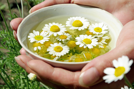 Vitamin tea. Fresh chamomile tea. close upの写真素材