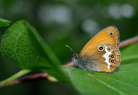 beautiful butterfly on a green meadow. close up.の写真素材