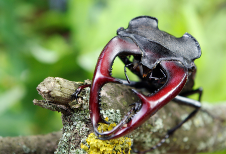 Stag beetle in an oak forest. Closeupの写真素材