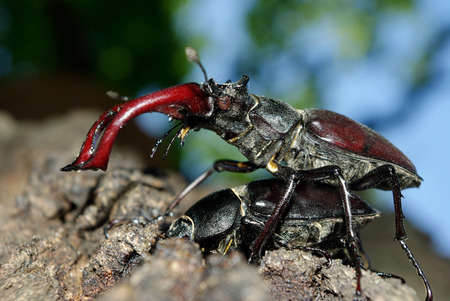 Stag beetle in an oak forest. Closeupの写真素材