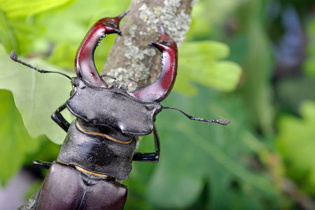 Stag beetle in an oak forest. Closeupの写真素材