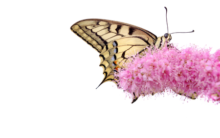 Butterfly on a flower isolated on white. Swallowtail butterfly, Papilio machaonの写真素材