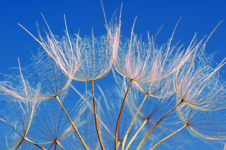 dandelion seeds texture background. close up.の写真素材