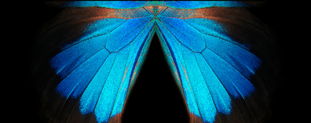 Wings of a butterfly Ulysses. Wings of a butterfly texture background. Closeup.の写真素材