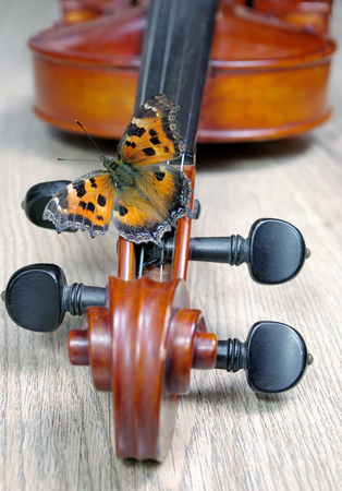 violin and bu. neck of a violin close up. butterfly large tortoiseshell. tterflyの写真素材