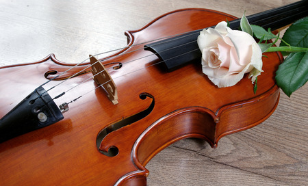 Violin and white rose on a wooden background. top view. close up.の写真素材