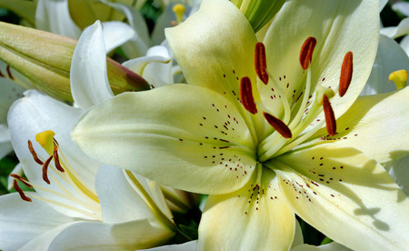 white lily flowers in the garden. close up.の写真素材