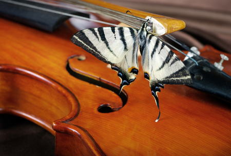 animal, art, artistic, background, beautiful, beauty, black, bow, brown, butterfly, classic, classical, closeup, color, colorful, concept, concert, fantasy, fiddle, harmony, insect, instrument, life, machaon, macro, melody, music, musical, musician, natural, nature, orchestra, papilio, play, red, silk, sound, spring, string, style, summer, symphony, texture, viola, violin, white, wings, wood, wooden, yellowの写真素材
