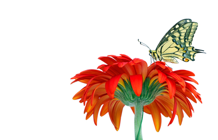 Butterfly on a flower isolated on white. Gerbera flower. Swallowtail butterfly, Papilio machaon.の写真素材