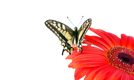 Butterfly on a flower isolated on white. Gerbera flower. Swallowtail butterfly, Papilio machaonの写真素材