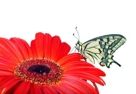 Butterfly on a flower isolated on white. Gerbera flower. Swallowtail butterfly, Papilio machaonの写真素材