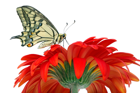 Butterfly on a flower isolated on white. Gerbera flower.の写真素材