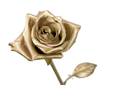 Golden rose isolated on white background. Copy spaces.の写真素材