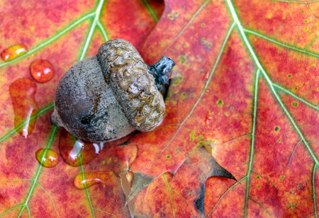 acorn in oak forest. close up. forest after rain. top view