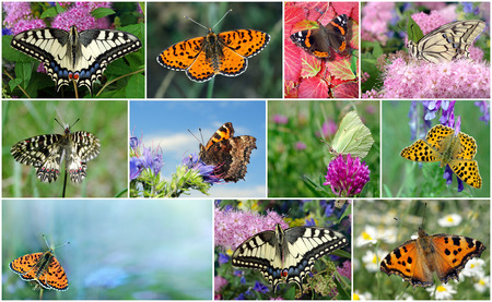 Collage of bright colorful butterflies. close upの写真素材