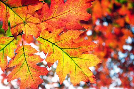 bright autumn background. autumn red oak leaves.