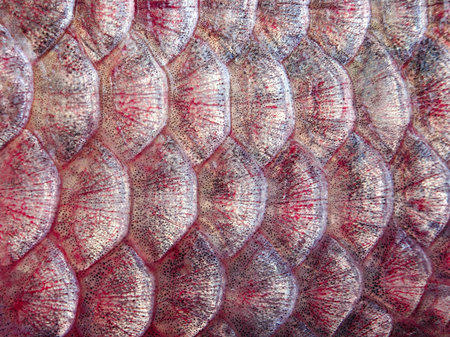 Scales fish texture background. Selective focus. Close-up.