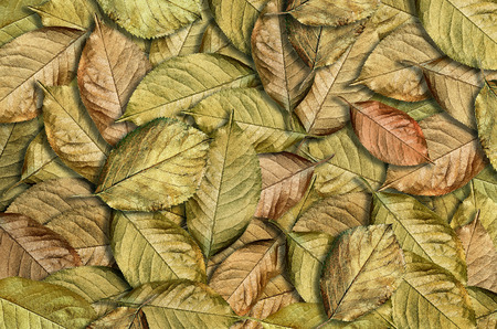 Fallen golden autumn leaves texture background. top view. Golden cherry leaves. Christmas decor.の写真素材