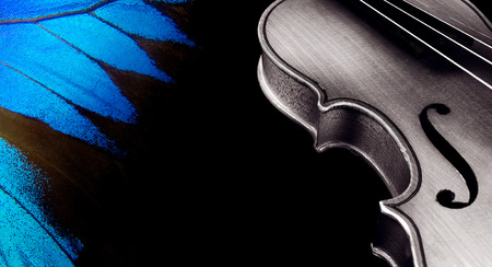 violin and wings of the butterfly on black. copy spaces.の写真素材