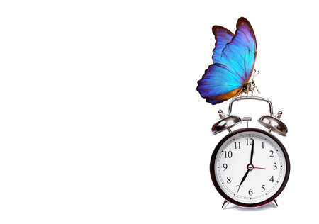 morpho isolated on white background