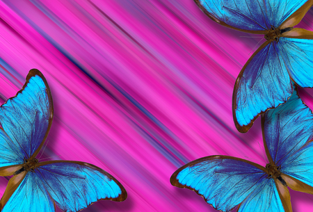 blue morpho butterflies on pink blurred backgroundの写真素材