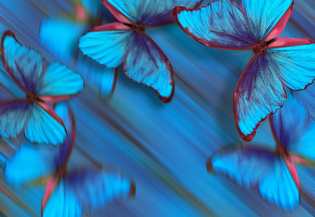 Blue butterflies morpho texture background. butterflies in flight. blue abstract background.の写真素材
