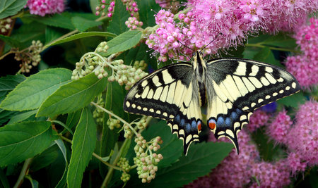 butterfly on flowers. butterfly machaon on a flowering meadow. close up.