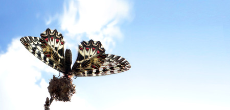 Beautiful butterfly against the blue sky. Copy spacesの写真素材