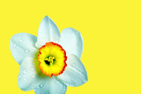narcissus flower isolated on yellow. daffodil close up. copy spaces