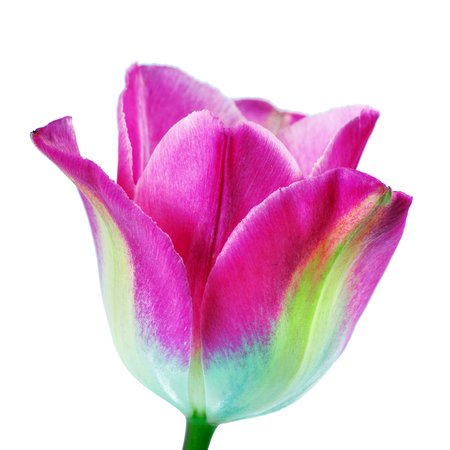 Tulip flower in dew drops isolated on white. Tulip bud close-upの写真素材