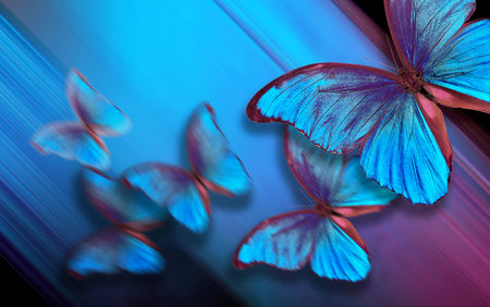 Shades of blue. Blue abstract blurred background. Blue butterflies morpho on a blurred blue...