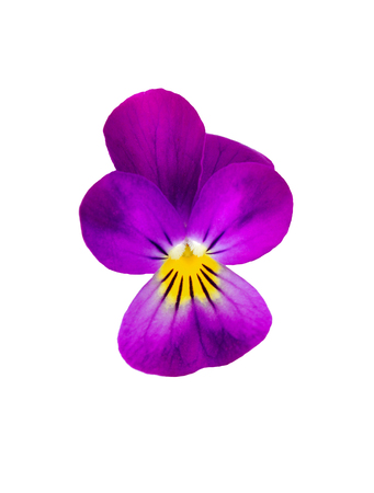 Pansies on a white background. purple with yellow pansies. violet flowers close upの写真素材