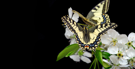 Beautiful butterflies sitting on a flower isolated on black. Butterflies and flowering branch of cherry. Swallowtail butterflies, Papilio machaon.の写真素材