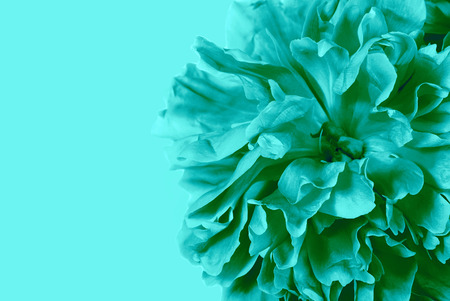 pastel floral background. beautiful peony flower isolated on colored background close up. copy spacesの写真素材