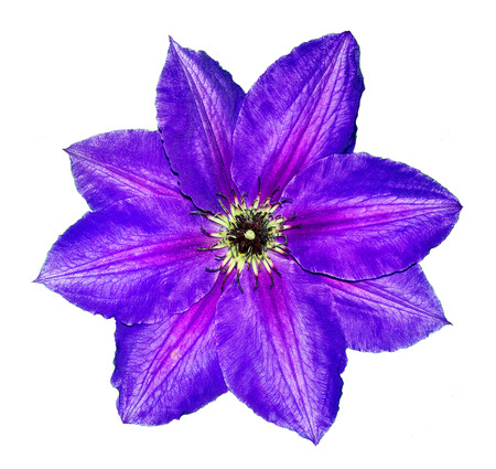 clematis flower isolated on white.bright blue flower, close upの写真素材