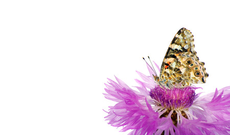 butterfly on a flower. beautiful butterfly painted lady on flower isolated on a white. copy spaces.の写真素材