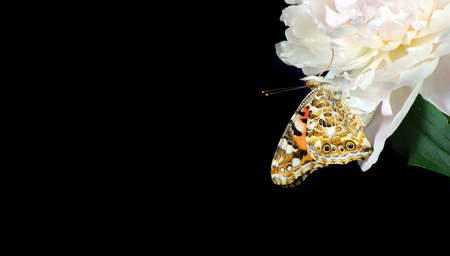 beautiful peony flower and butterfly isolated on black. close up. beautiful butterfly painted lady on flower. copy spaces.の写真素材