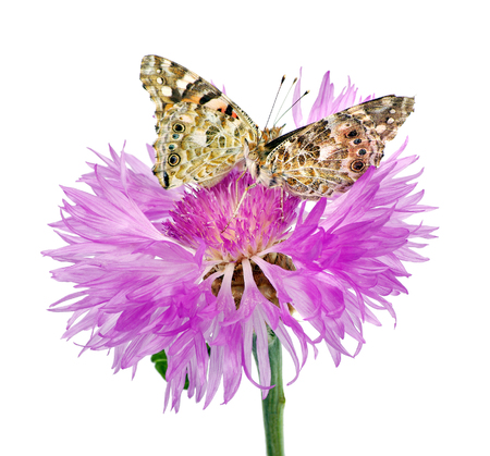 butterflies on a flower. beautiful butterflies painted lady on flower isolated on a white.の写真素材