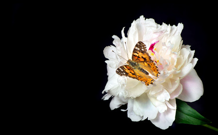 beautiful peony flower and butterfly isolated on black. close up. beautiful butterfly painted lady on flower. copy spaces.の写真素材