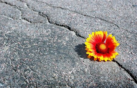 Crack on the asphalt road. A crack in the flower and a beautiful flower. Gaillardia. Copy spaces.の写真素材