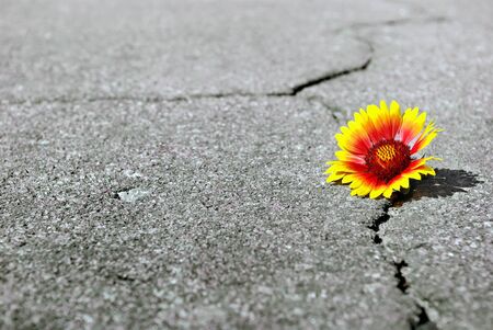 Crack on the asphalt road. A crack in the flower and a beautiful flower. Gaillardia. Copy spaces.の写真素材