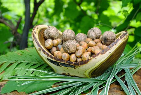 nut harvest. hazelnut and walnut in a wooden bowl. handmade wooden vaseの写真素材