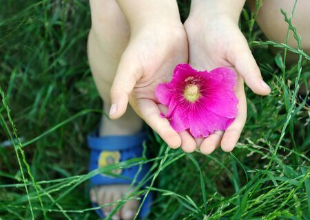 Pink flower in children's hands. Top view. Summerの写真素材