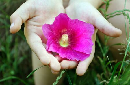 Pink flower in children's hands. Top view. Summerの写真素材